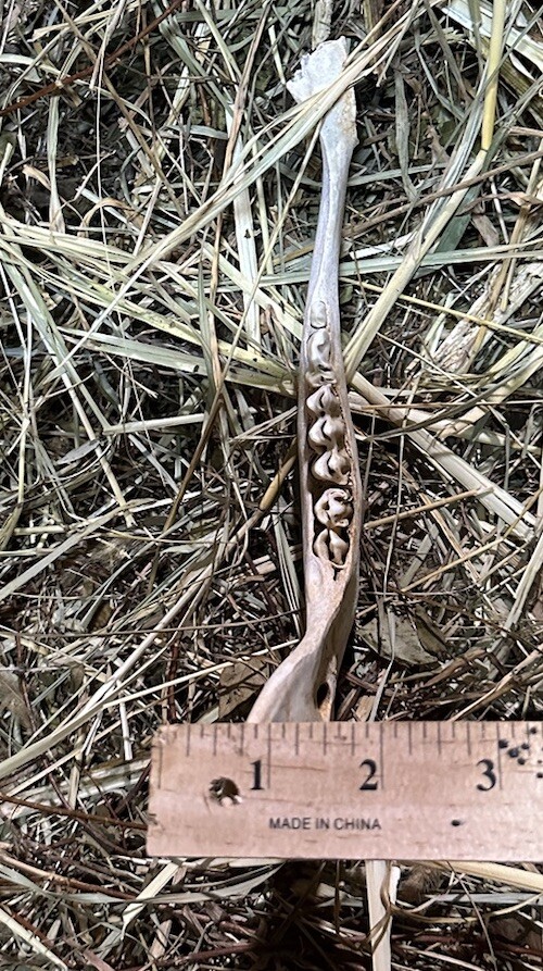 Small Cow Jaw Bones