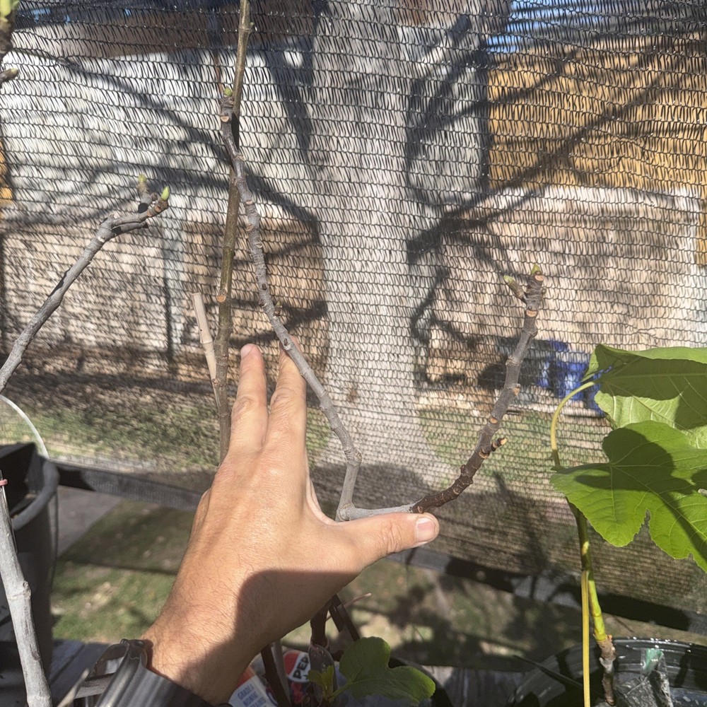 Olympian fig tree mature