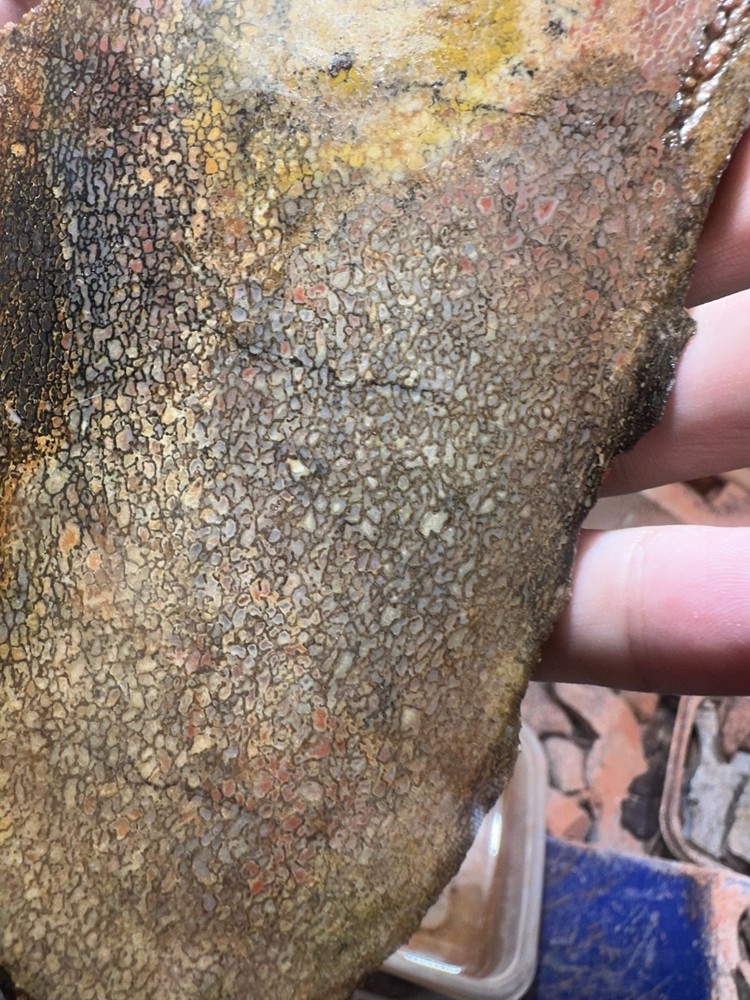 Dinosaur bone rough **hxtled slab.