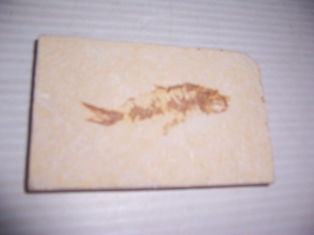 Fossil Fish