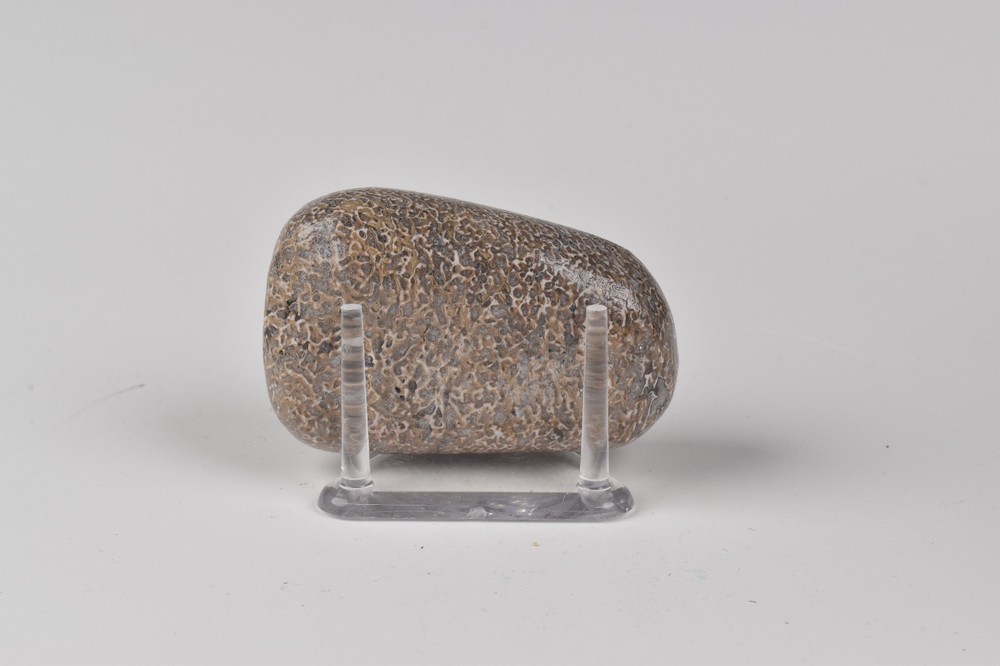 Polished Dinosaur Bone from Morocco 5.0 cm # 21584