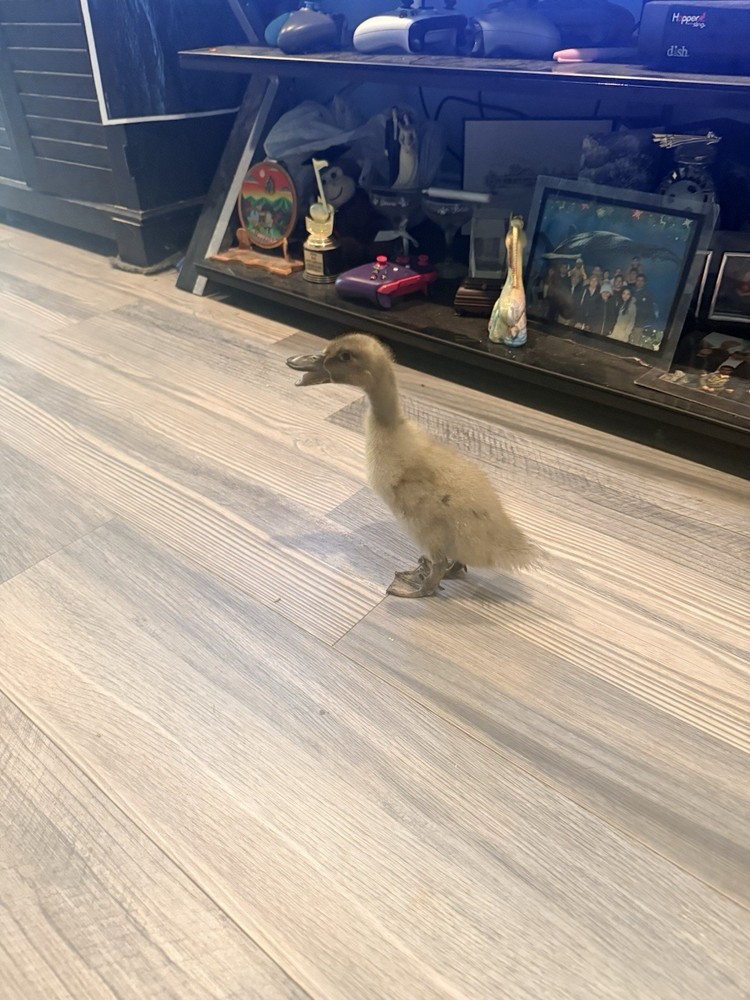 Sliver/black/blue Swedish 12 Hatching Eggs.