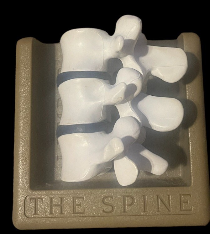 The Spine Lumbar  Anatomical Model