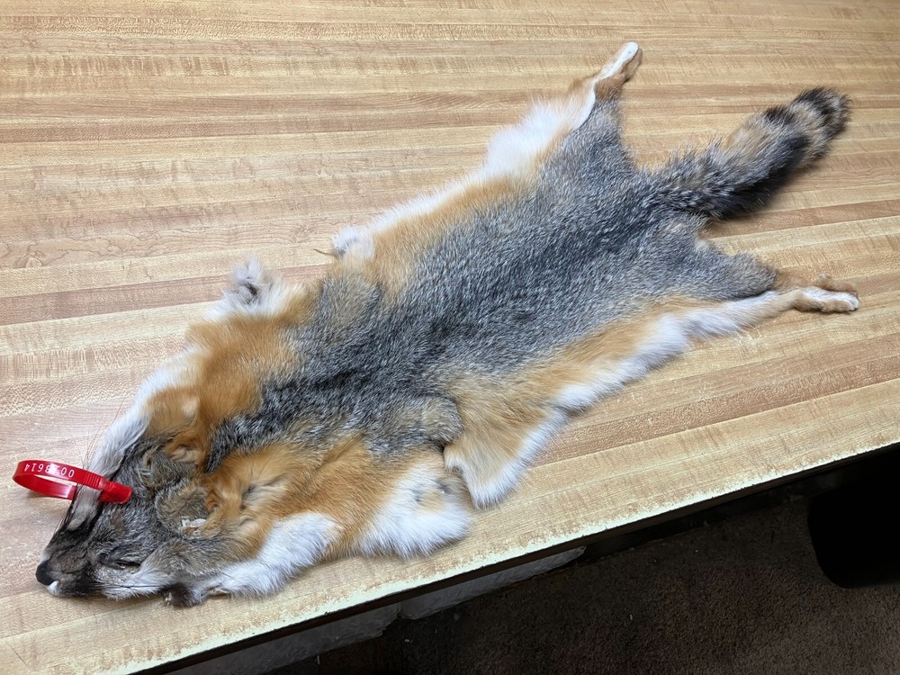 Tanned Grey Fox Open #0018614 Row A-8