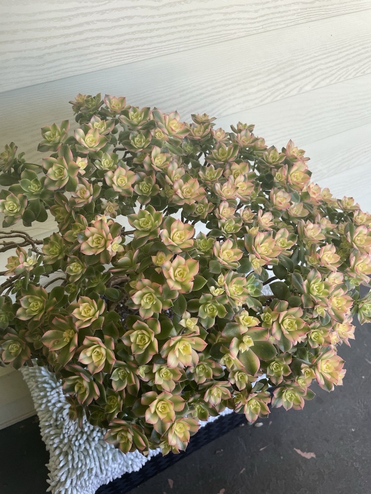 Bonsai Tree Aeonium Kiwi Tree Ship With Bare Rooted