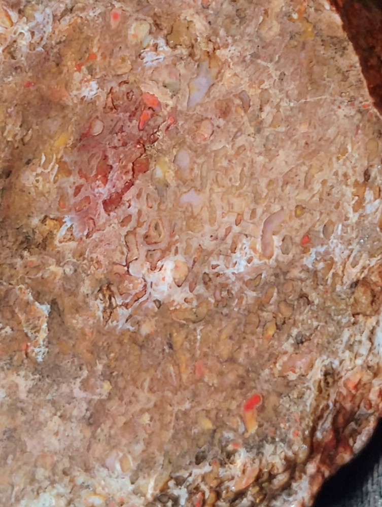 Small Beautiful Agitized Dino Bone