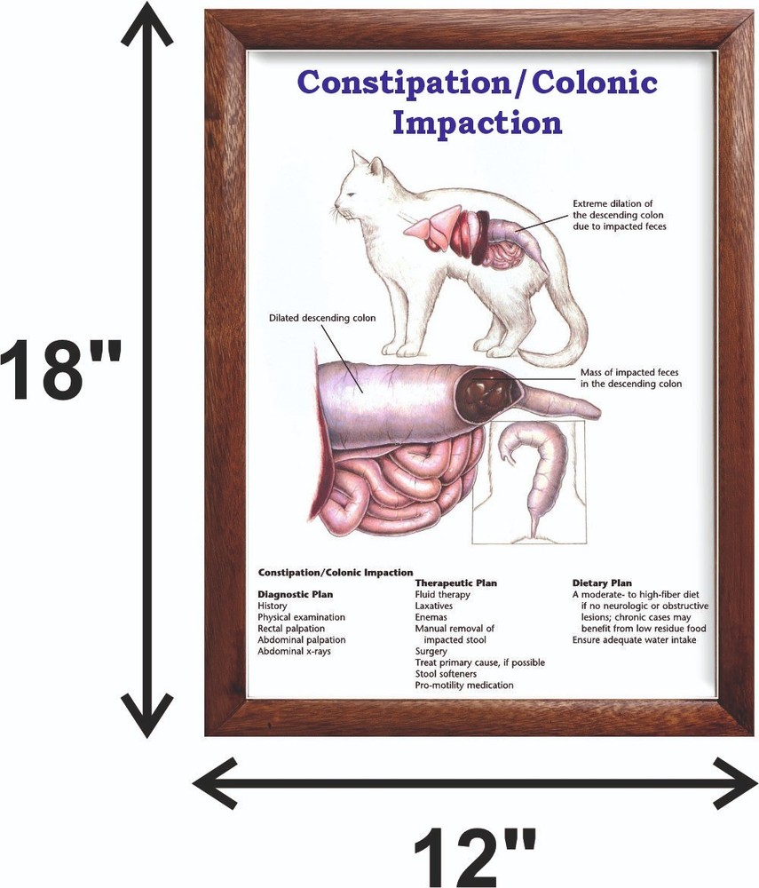 Constipation/Colonic Impaction Chart 12x18 inches