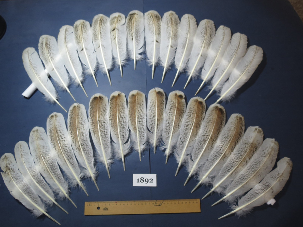 30 Pcs Natural Turkey Wing Feathers, Fly Tying Materials,Long Feathers. (1892)