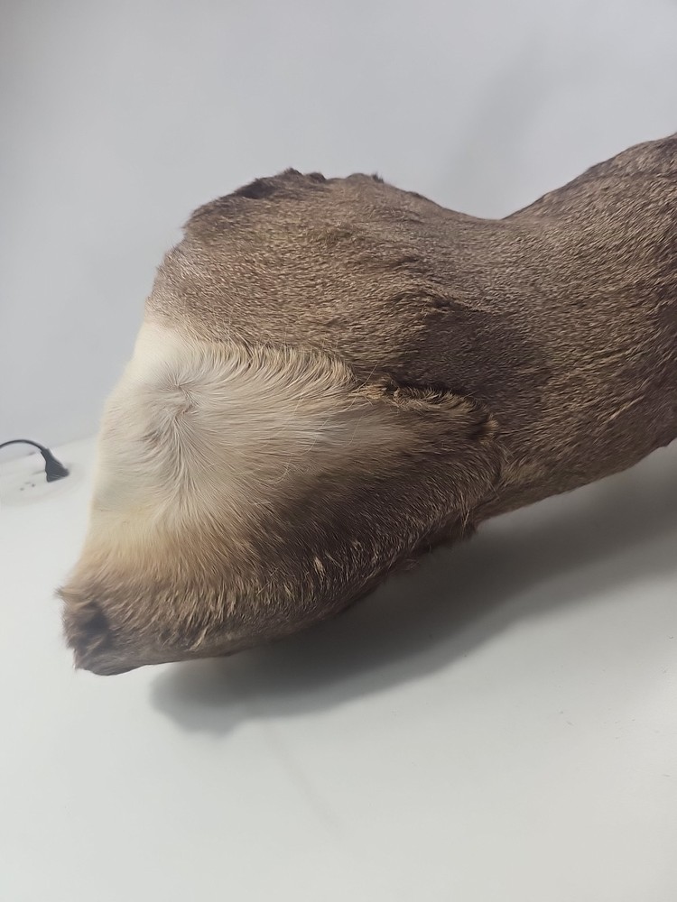 Authentic White-Tailed Deer Head Wall Mount Taxidermy
