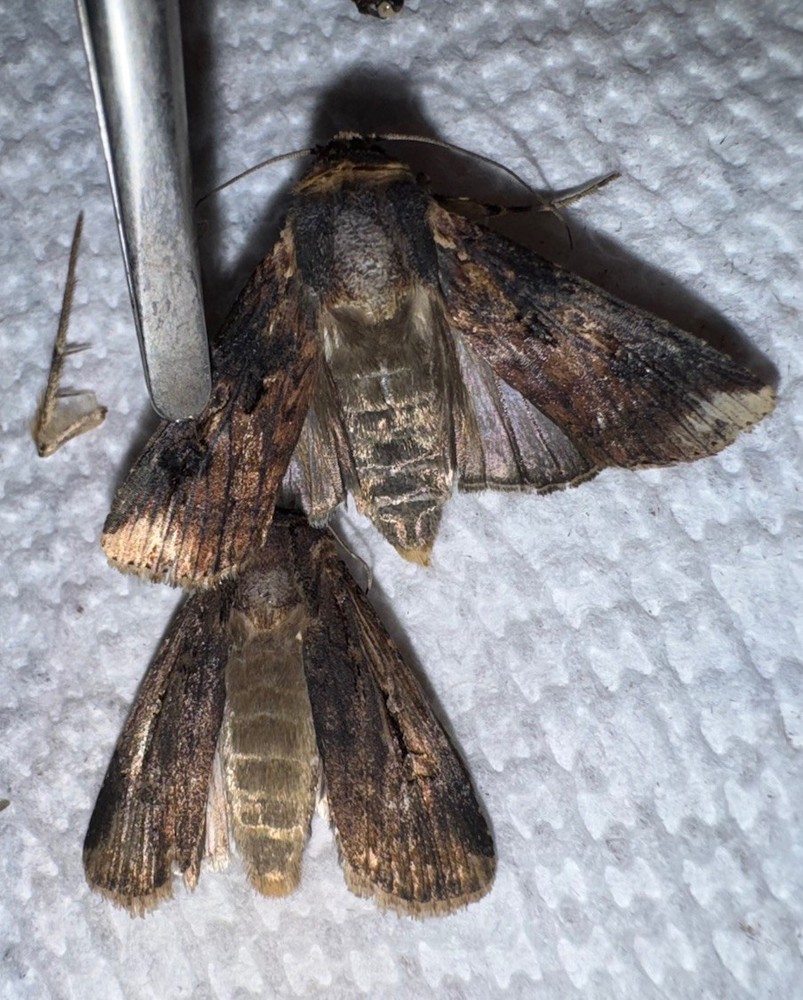 BY2 So FL NOCTUID MOTHS