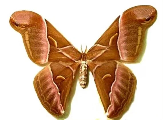 Unmounted Samia insularis (female)