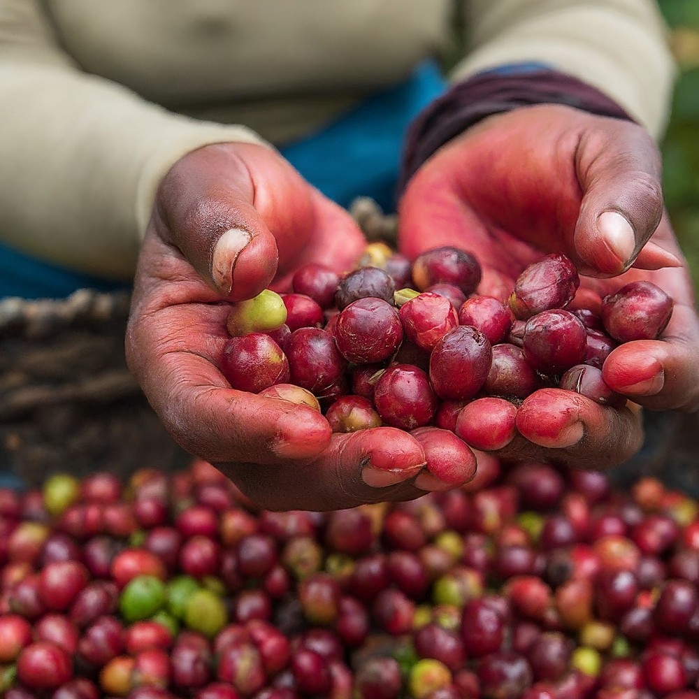 Congo Blue Mountain Coffee