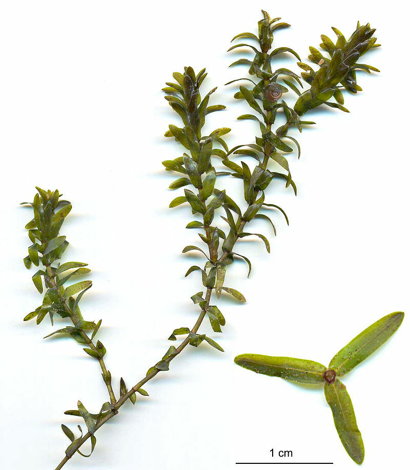 100+ STEMS ELODEA ANACHARIS WATER PLANTS 1+ POUND AQUERIUM CRAYFISH TURTLE KOI