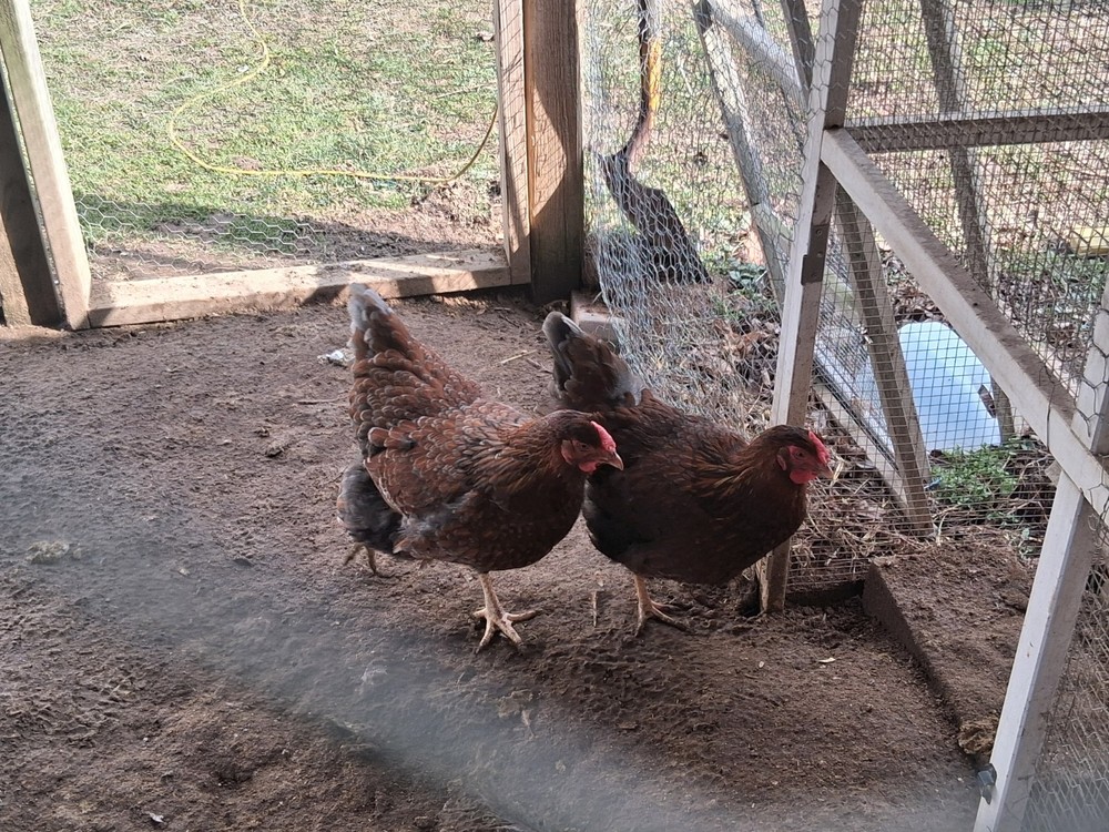 12 Splash & Blue laced wyandotte Hatching Eggs