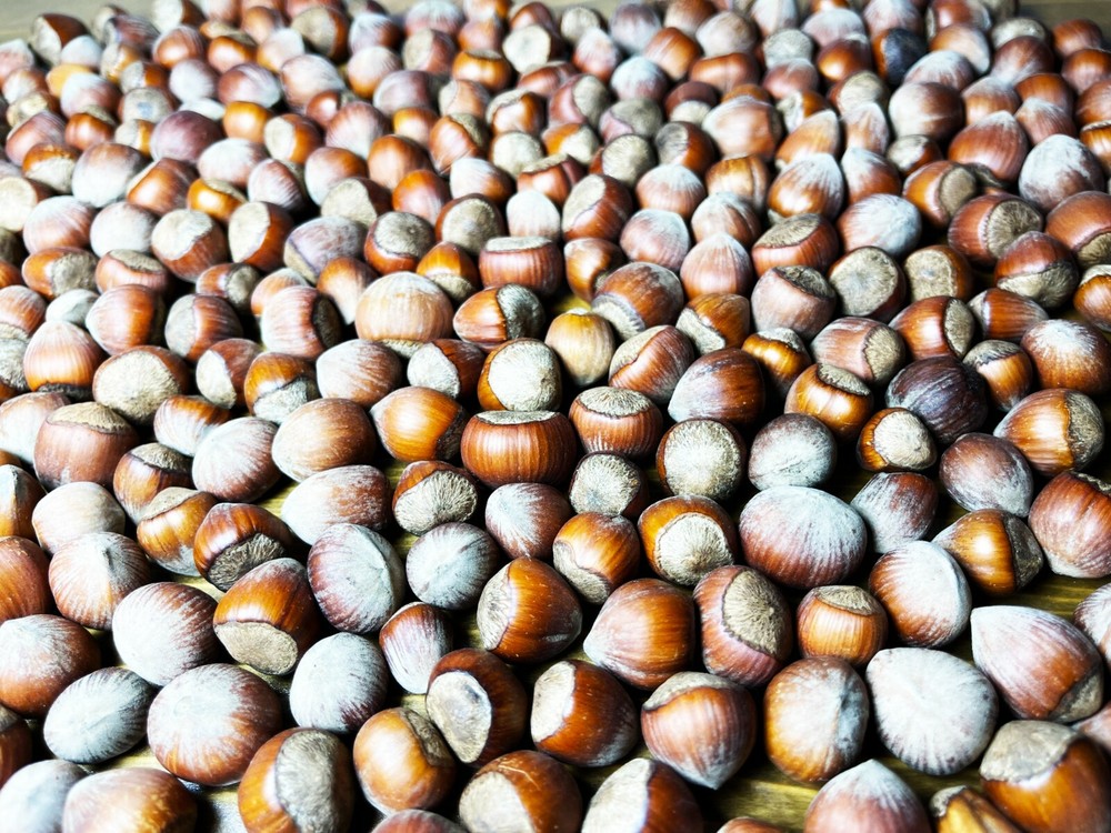 Hazelnuts in shell (7,5 LBS) (3 KG) + GIFT CRACKING MACHINE new crop from Turkey