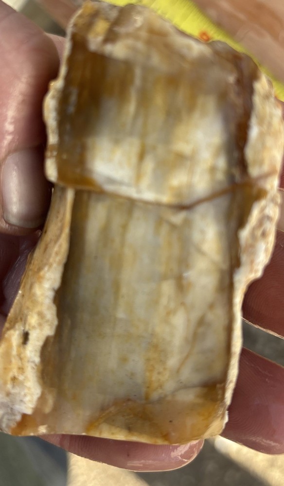 Colorful petrified wood