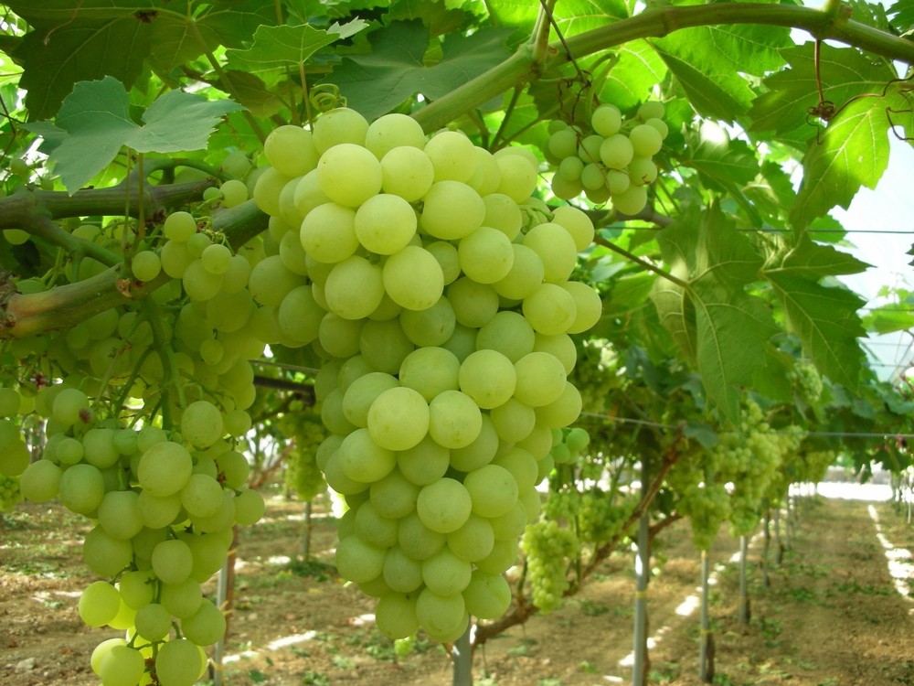 Thompson Seedless Grape Vine