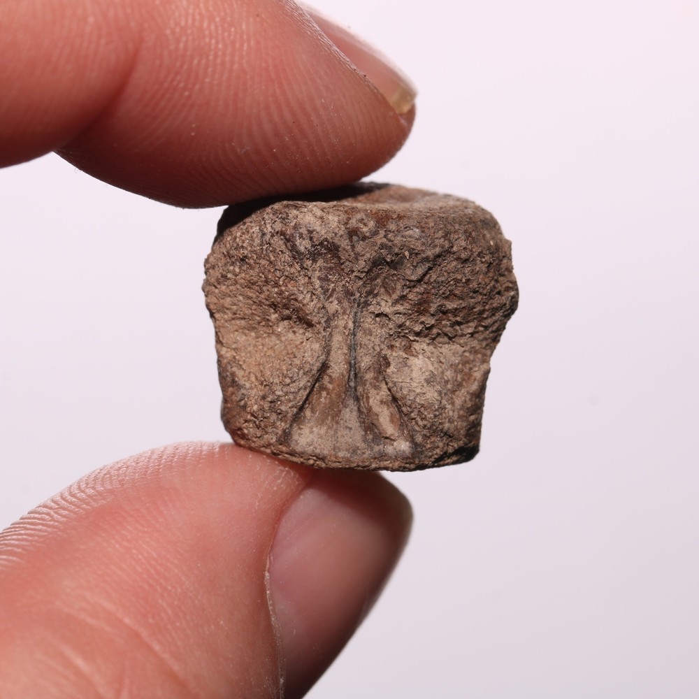 Nice Champsosaurus Vertebra - Dinosaur Age Bone Hell Creek Formation Cretaceous
