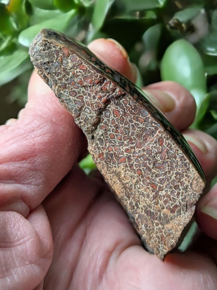 Dinosaur Bone * Polished * 3.4 oz. *
