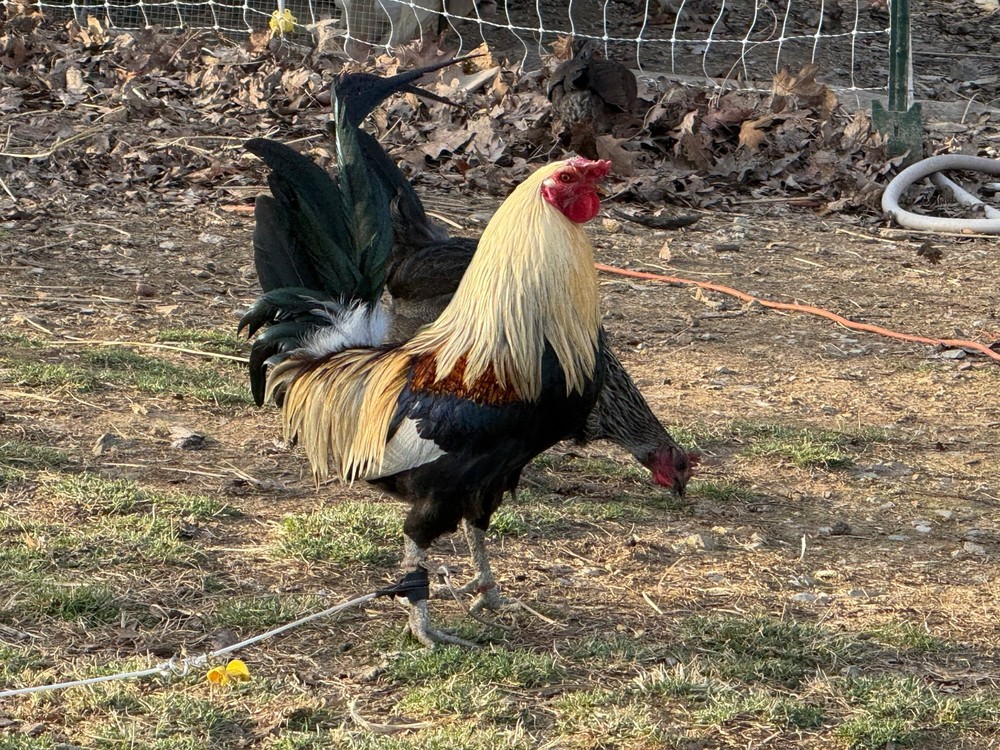 10+ Pure Harold Brown Grey Chicken Eggs