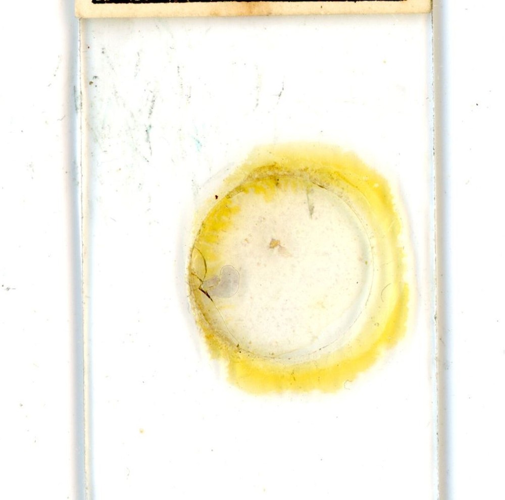 Vintage glass Microscope slide Hovis Flour #1