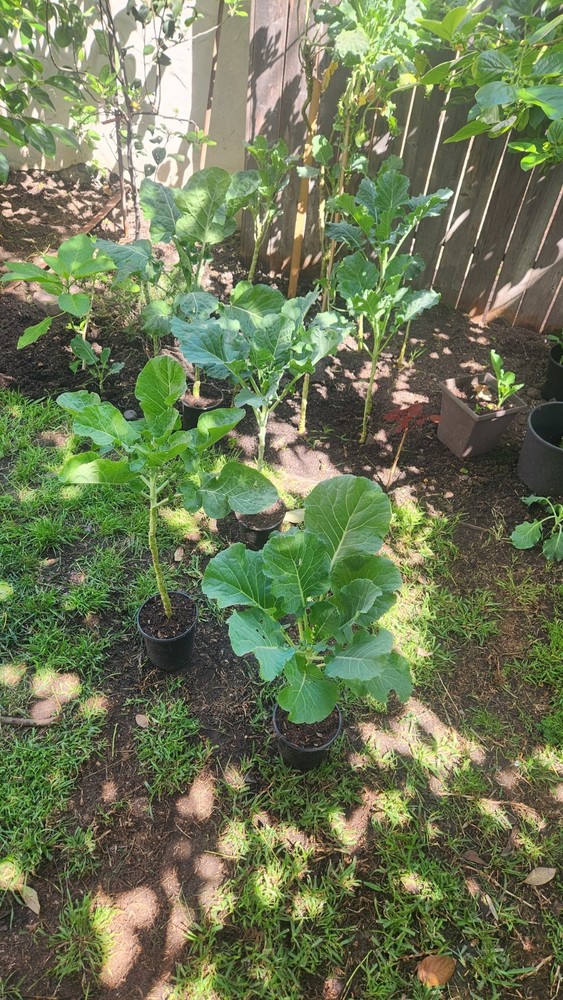 Collard Green Tree 2ea.