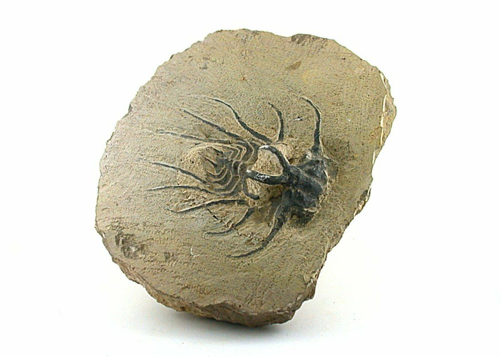 REPRODUCTION TRILOBITE FOSSIL HOST ROCK  Morocco 1 Pound 14 Oz EBS8782