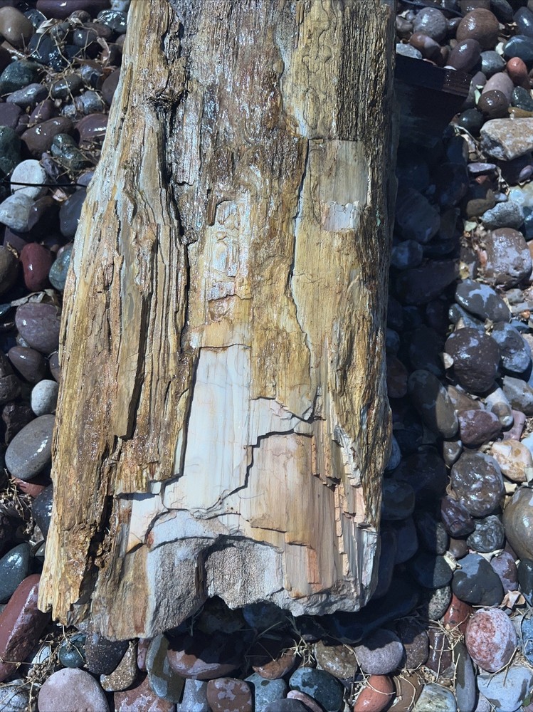 PETRIFIED LOG Large Piece.