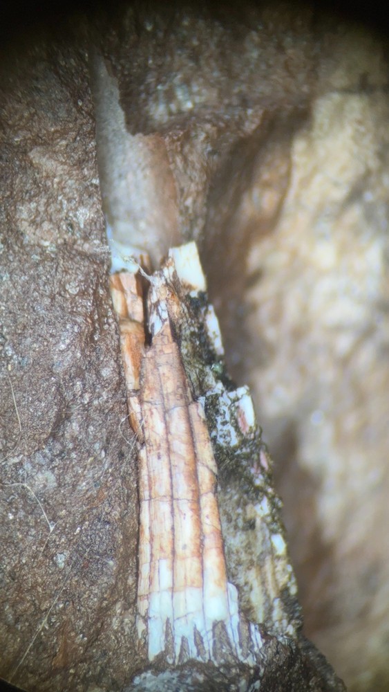 Fossil Devonian Fish Tooth