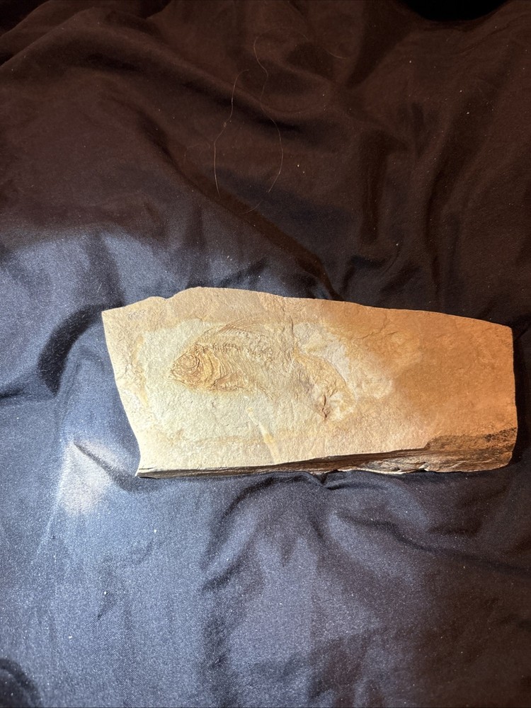 Partial Fossil Fish
