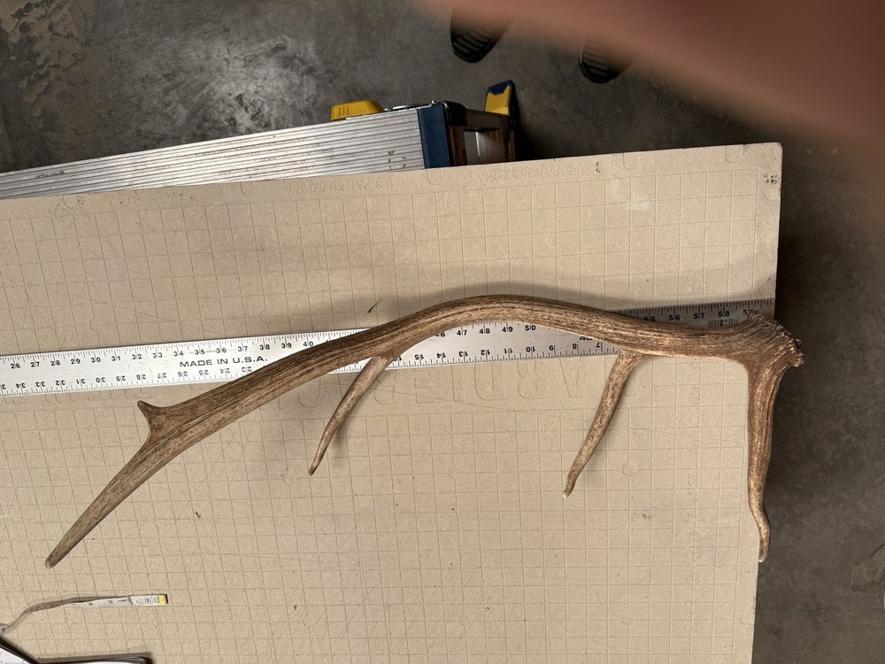 Little Gem 5pt Elk Antler