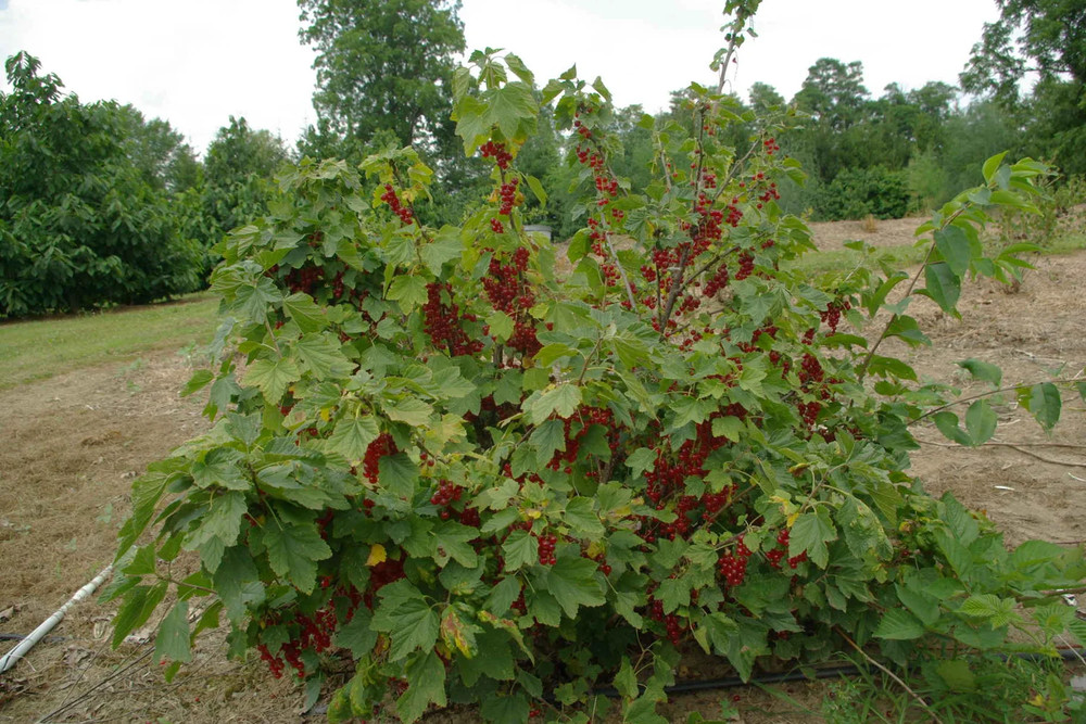 1 Red Currant Shrub Starter Plant Ribes rubrum 6-12" Bare Root