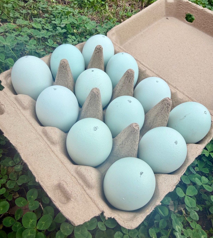 Whiting True Blue Hatching Eggs - x12+plus extras