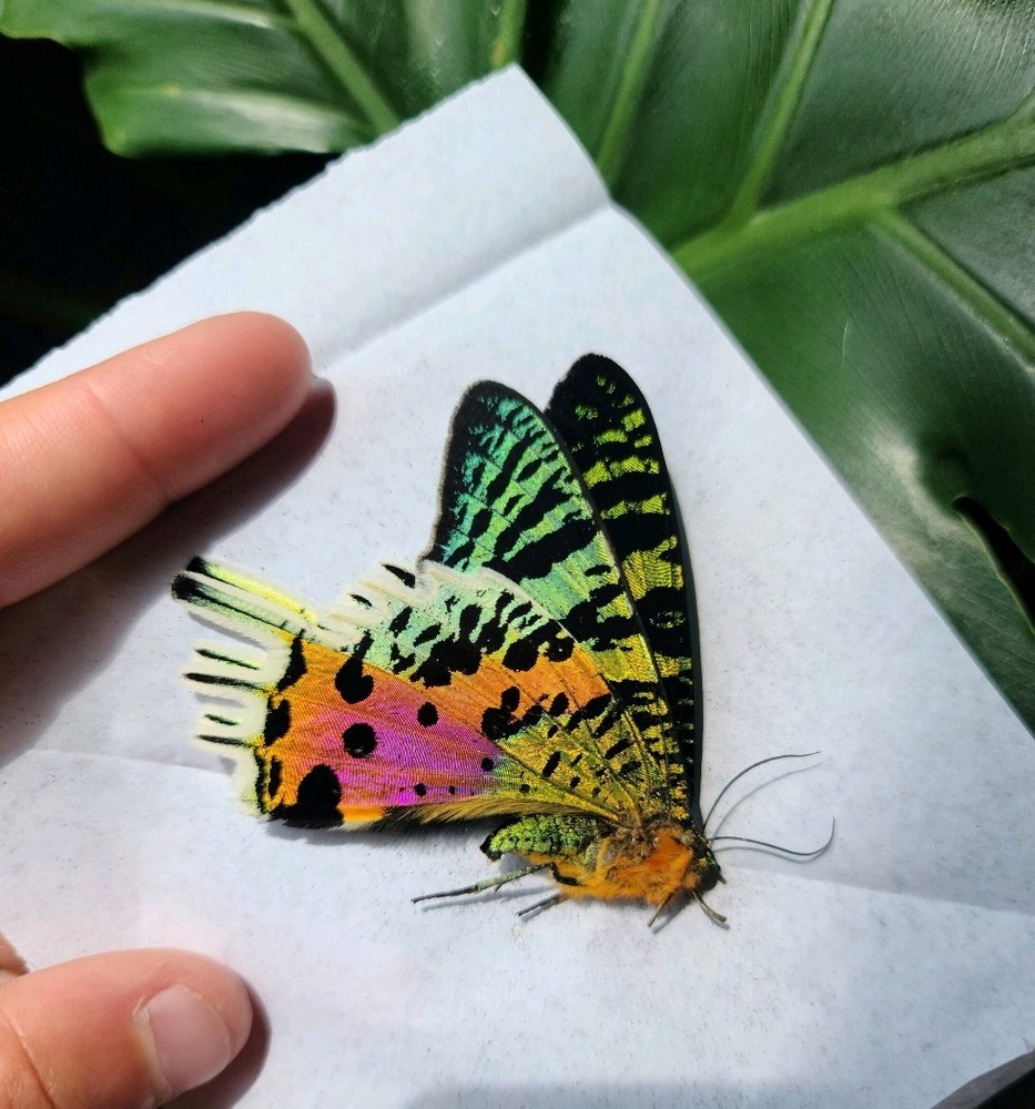 WINGS OPEN Madagascar Sunset Moth Urania ripheus