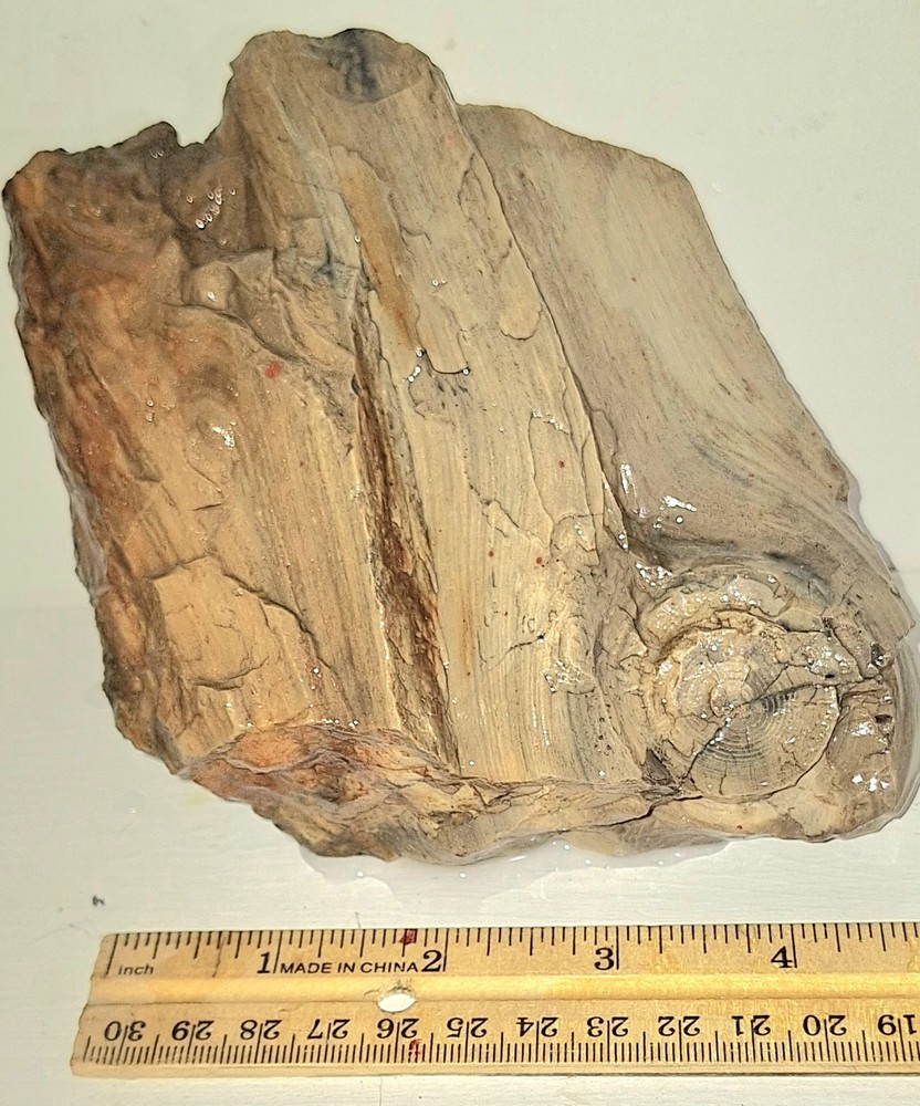 Petrified Wood