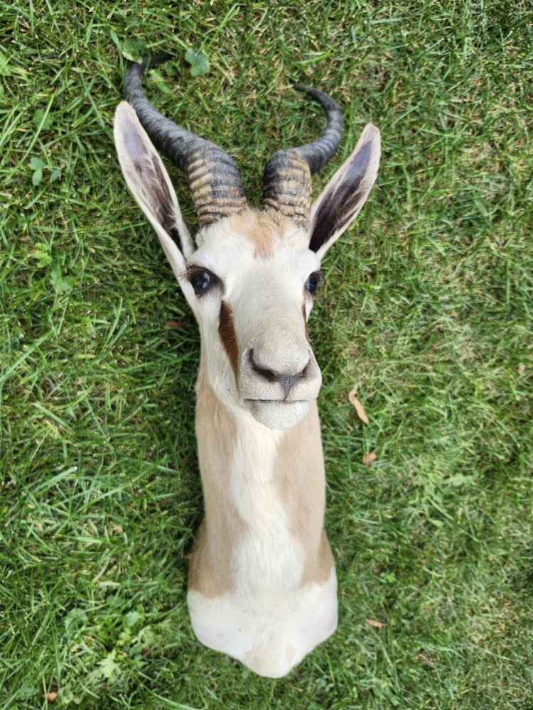 South African Springbok Head Mount Trophy