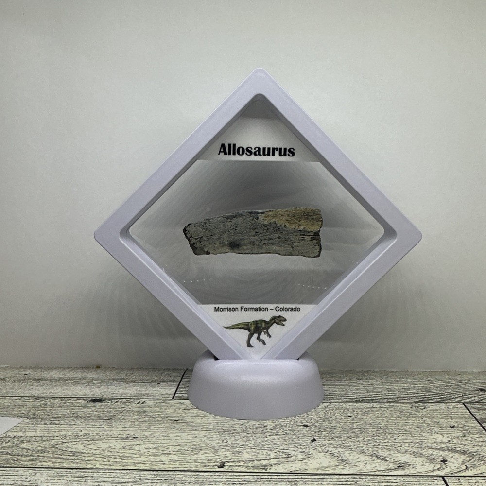 Allosaurus Extinct Dinosaur Bone Fossil with Display Case