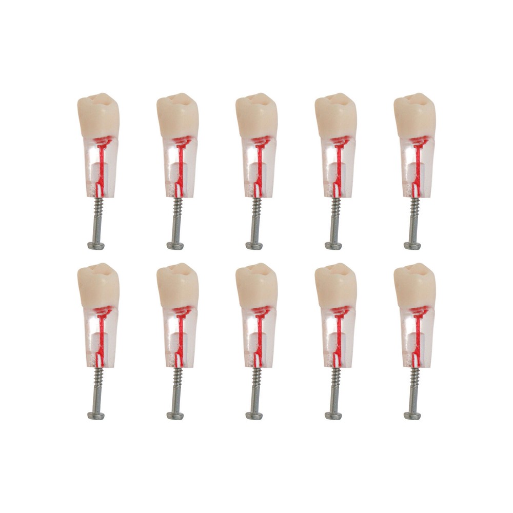 Dental Endo Root Canal Teeth Models Study RCT Practice Typodont Model #8006