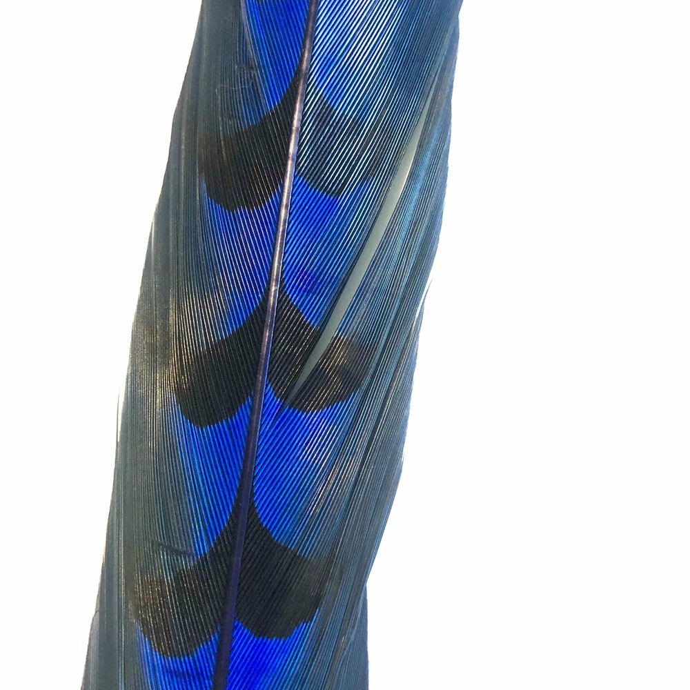 50" to 55" Reeves Pheasant Tail Feather - Royal