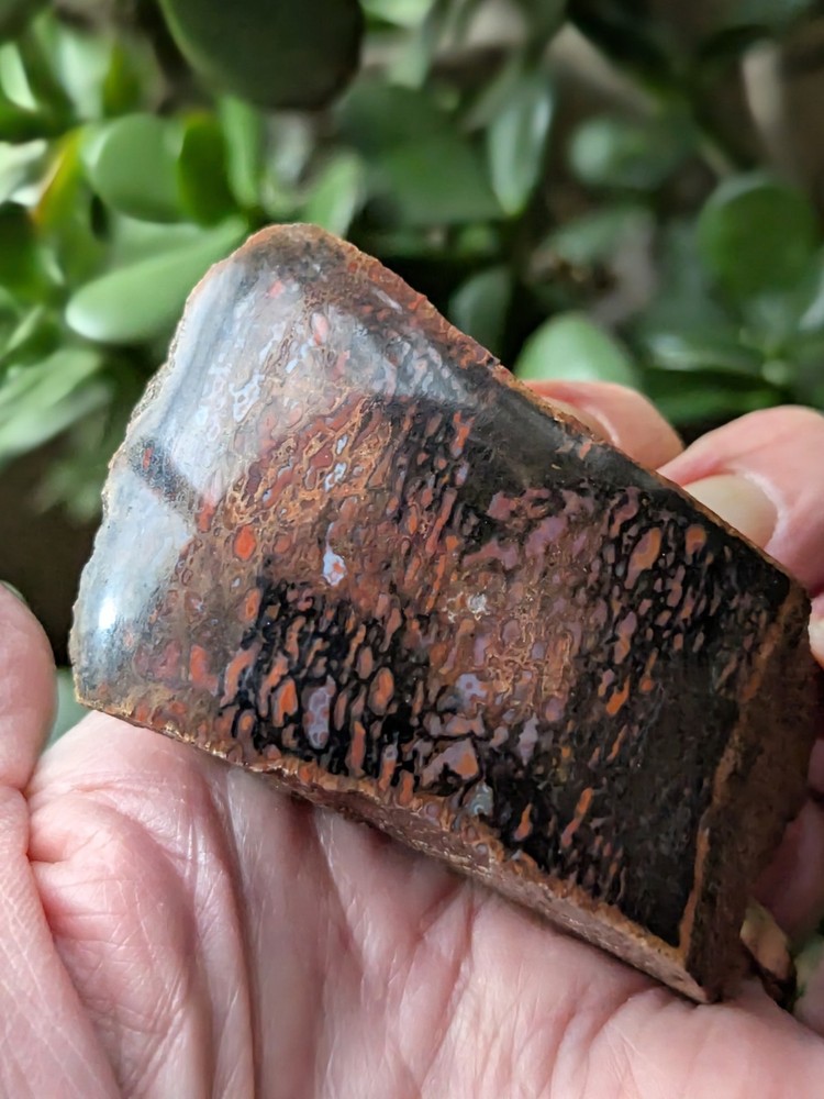 Dinosaur Bone * Polished * 3.4 oz. *