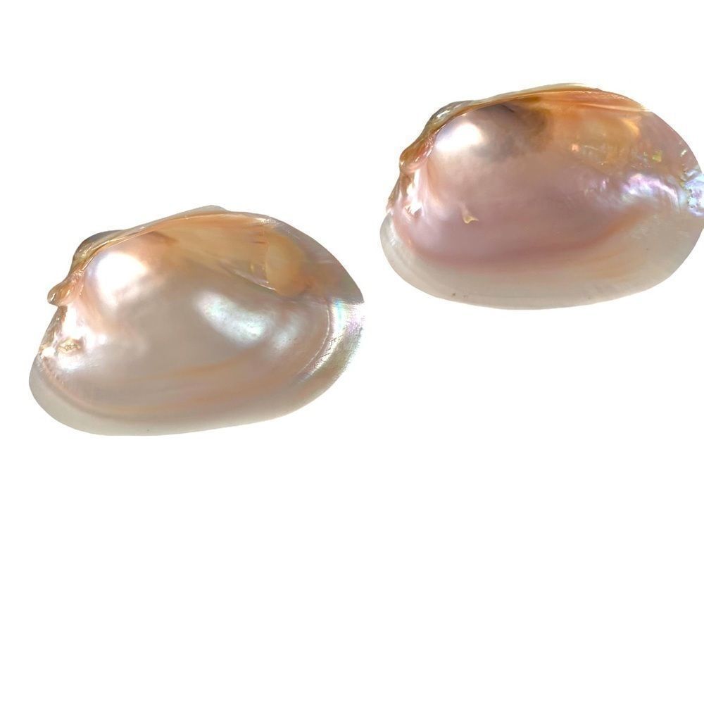 TWO MEDIUM NATURAL PEARLY AQUATIC SHELLS PHOTO PROP?