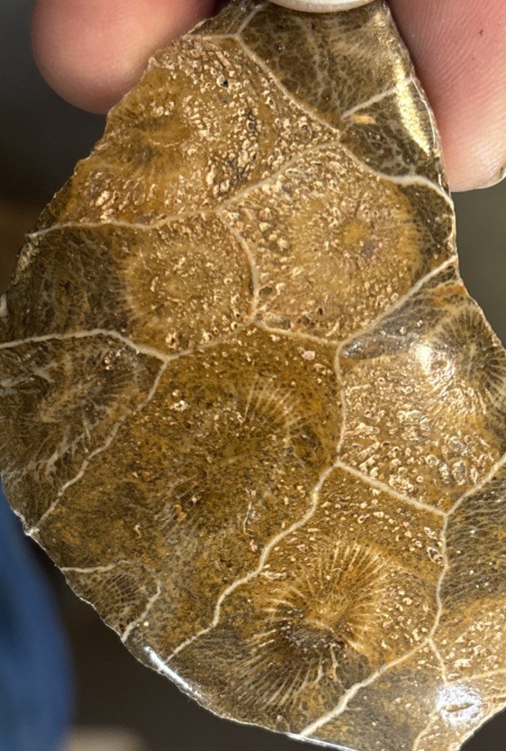 Petrified Coral End Polished