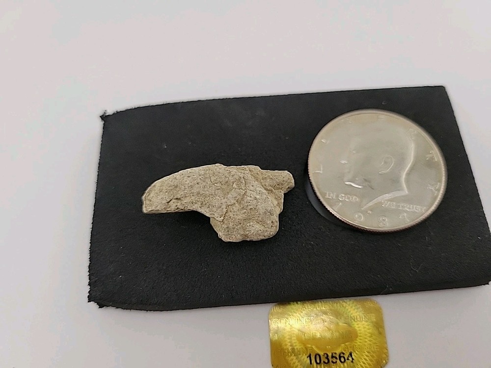 Fossilized Raptor Talon Dinosur Permineralized Fossil