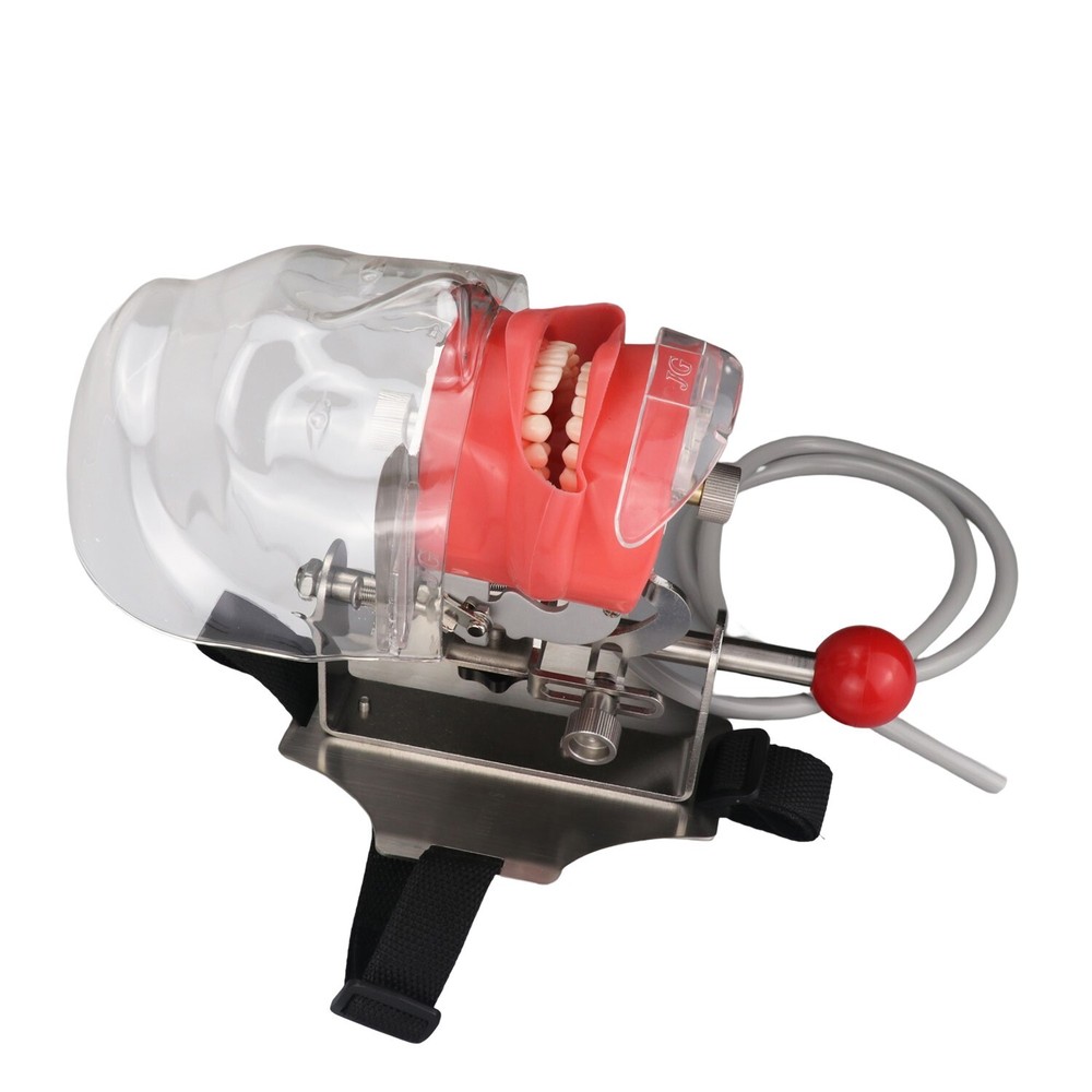 Dental Simulator Mannequin Head Teeth Model Teaching Practicing Head Mold desk