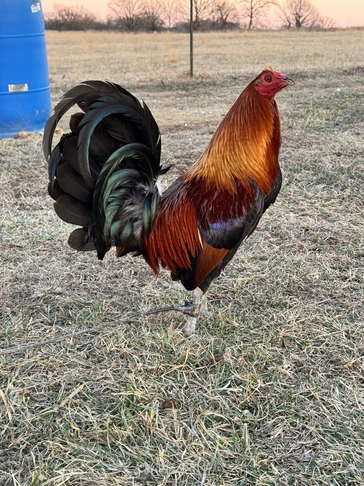 12+ Chicken Hatching Eggs