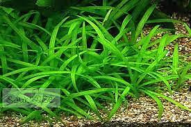 Dwarf Sagittaria (Subulata) Bundle