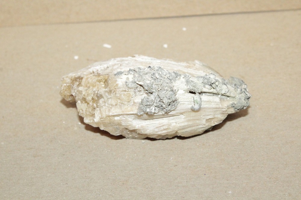 Calcite Fossil Clam Rucks Pit Florida #63