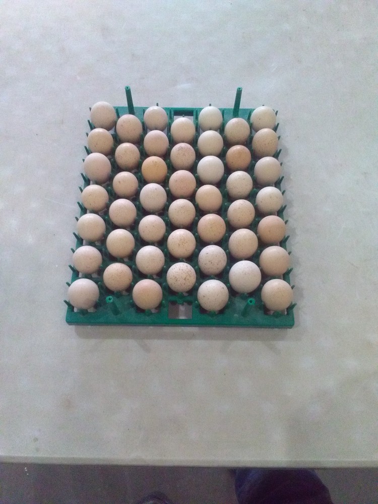 57+ Fertile Chukar Partridge Hatching Eggs