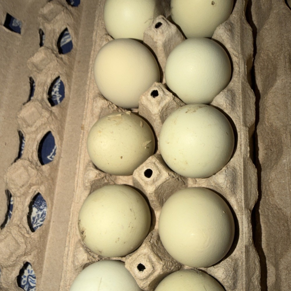 12 Rainbow Hatching Eggs Easter Egger Olive Egger Rainbow Eggs