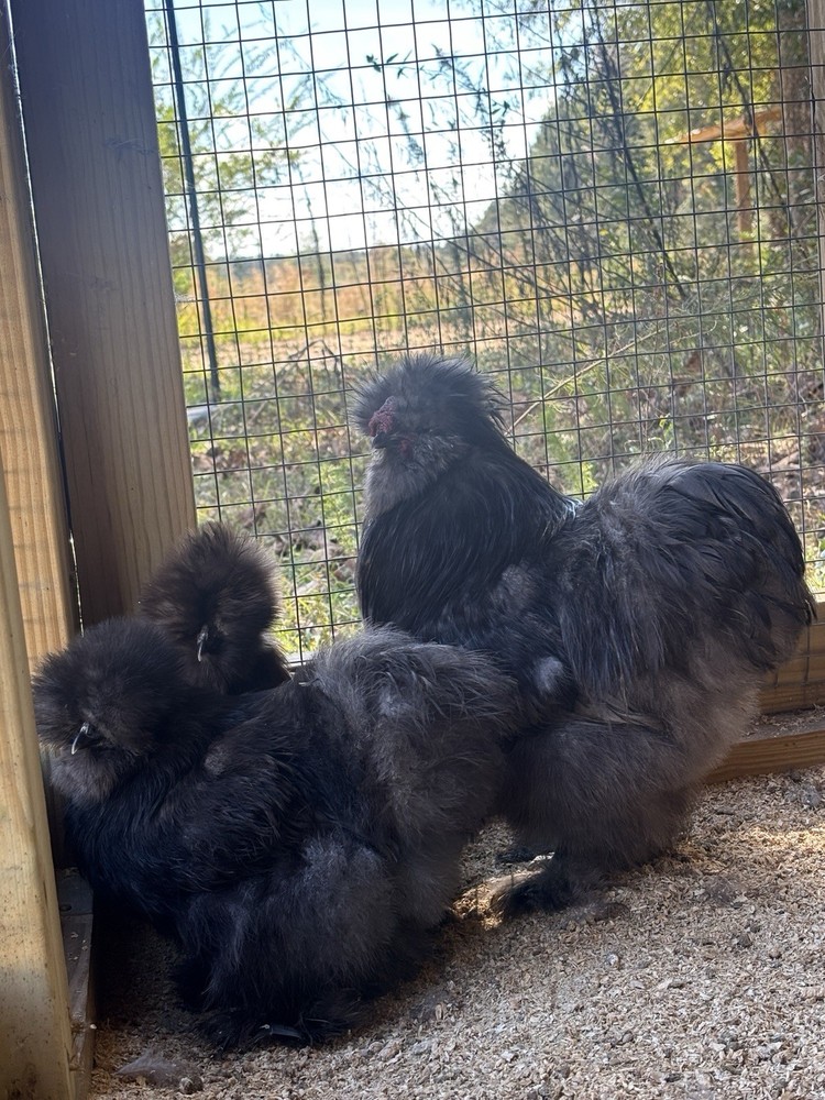 NPIP/ai clean Chocolate Silkie hatching eggs!